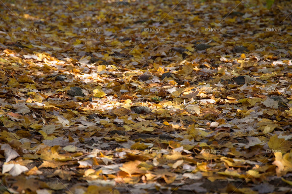 Fall, Desktop, Texture, Leaf, Nature