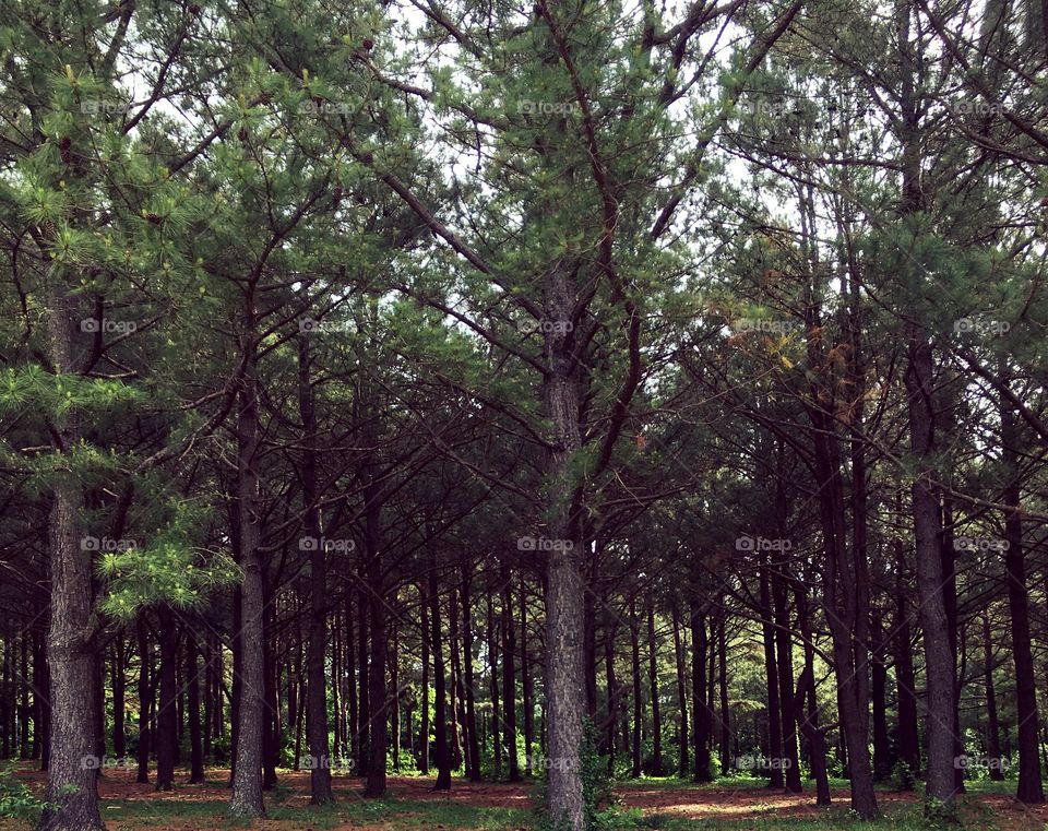 Trees in a beautiful park