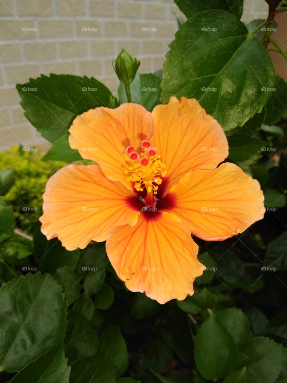 orange hibiscus flower in my garden