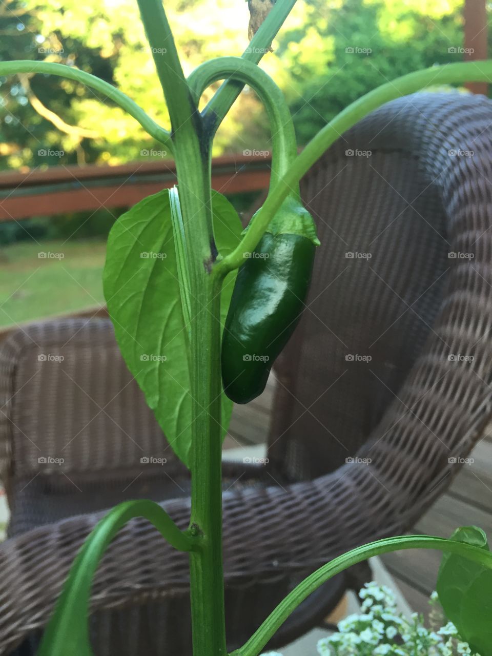 Pepper plant