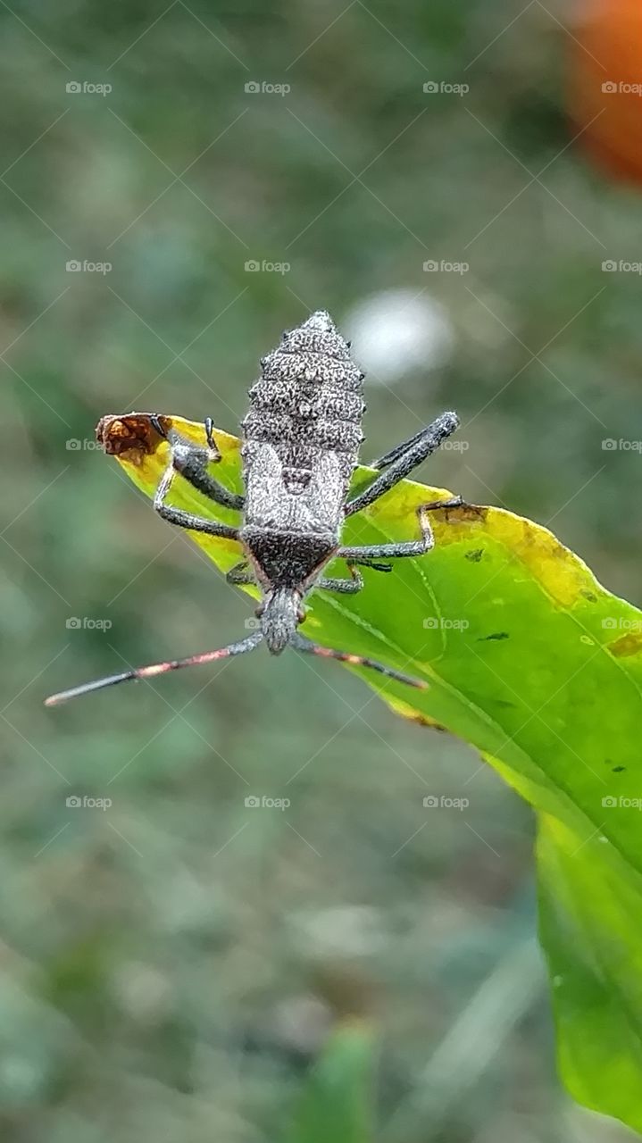 Nature, Insect, Animal, Wildlife, Invertebrate