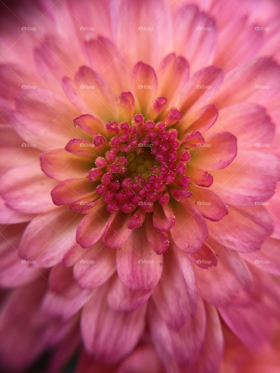 Pink mum