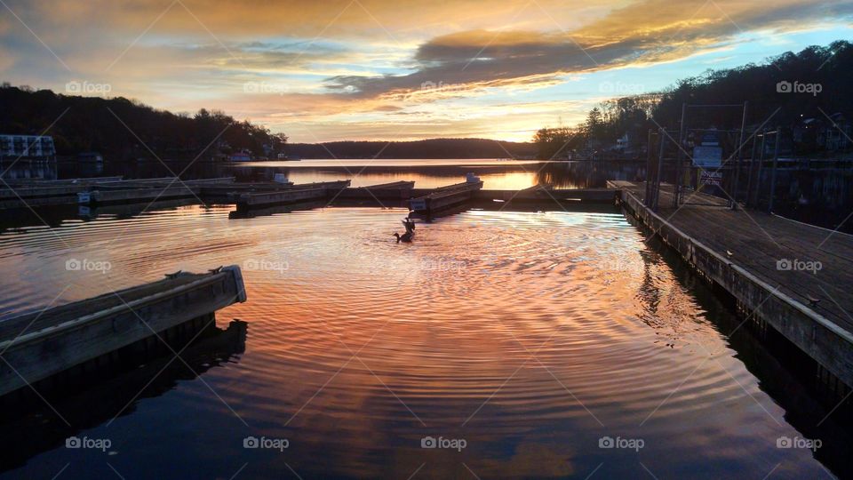 Duck landing. I took this pic of a duck landing on Lake Hopatcong during the beautiful sunrise