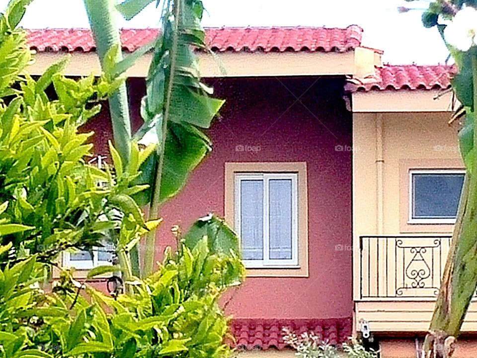 Trees near house