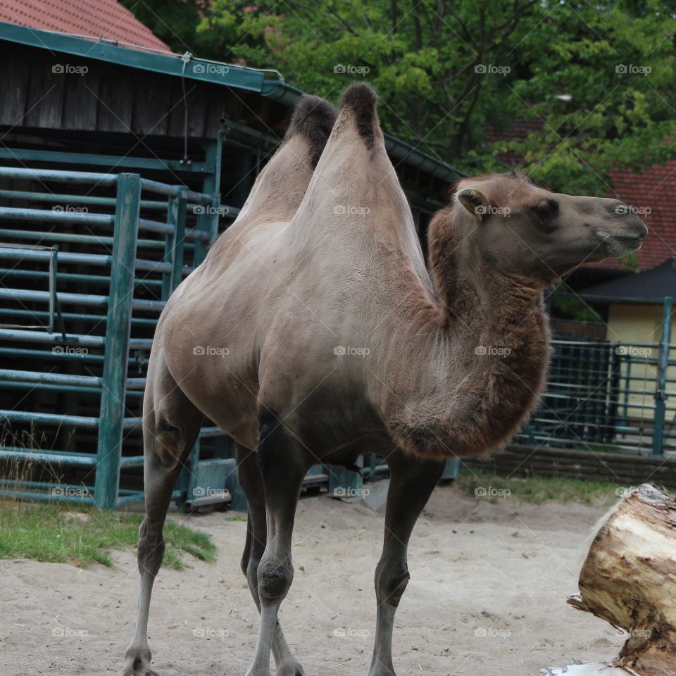 Kamel in Tiergarten Stendal