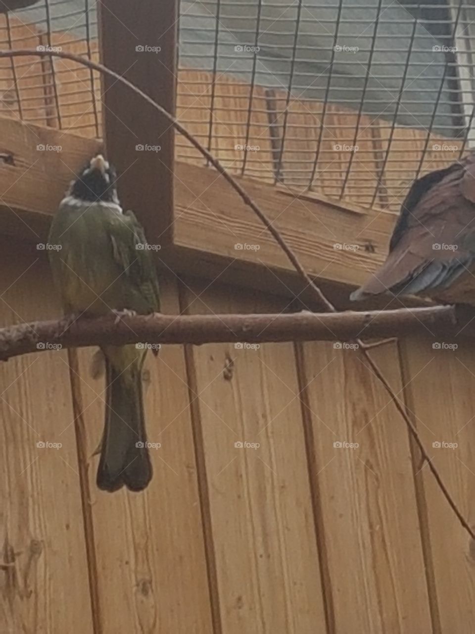 The bird it self!! The proud bird who is as loud as a cat!!