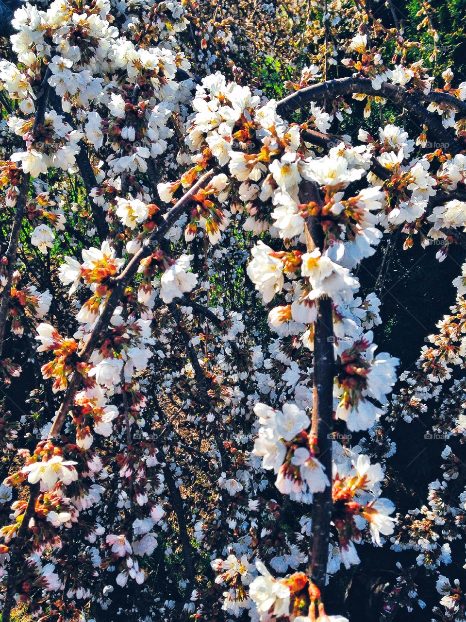 Cherry blossoms. Cherry blossoms