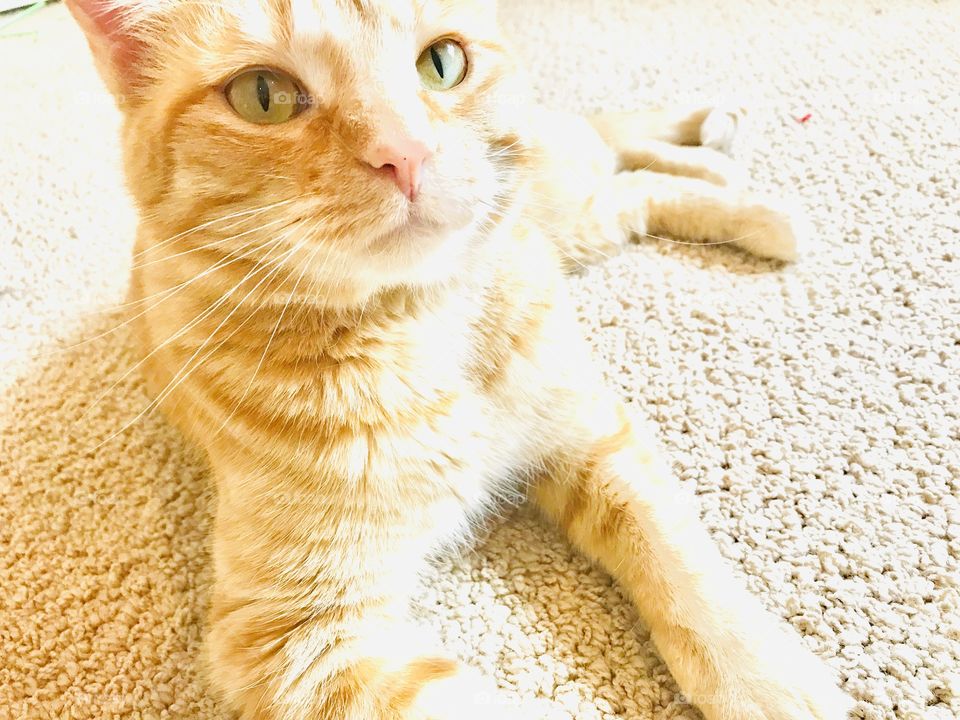 Sweetest orange tabby cat getting his glam shots for the day, and seems to be enjoying it! 