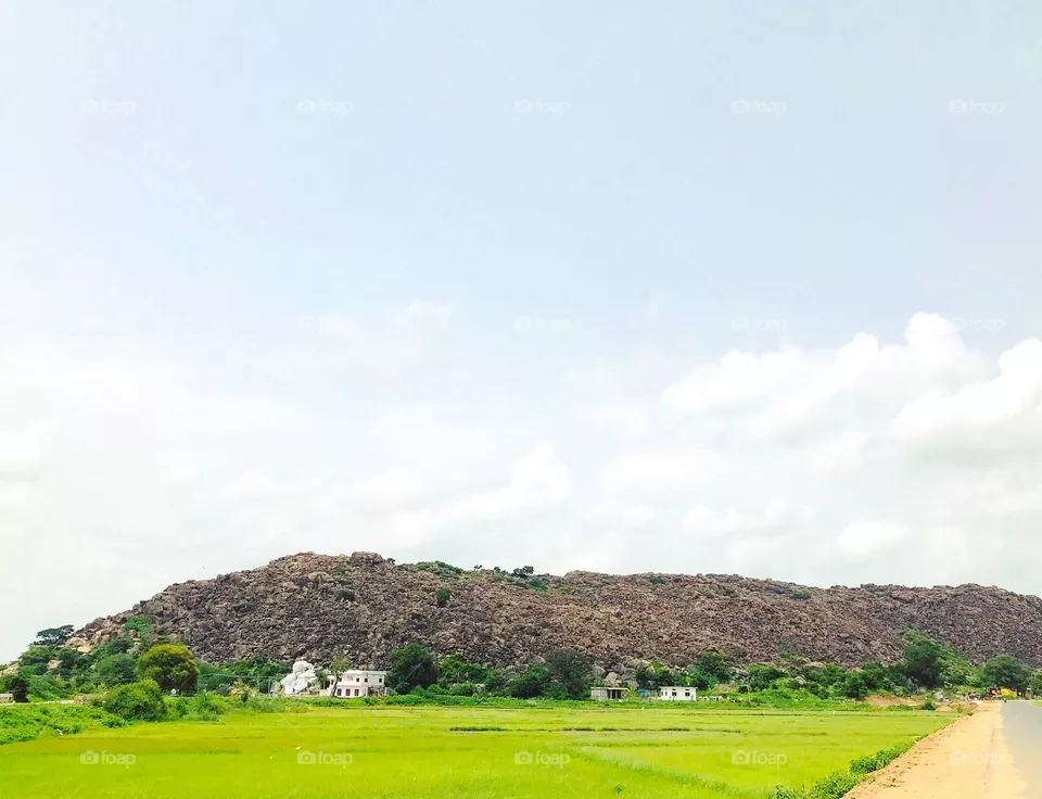 Paddy fields