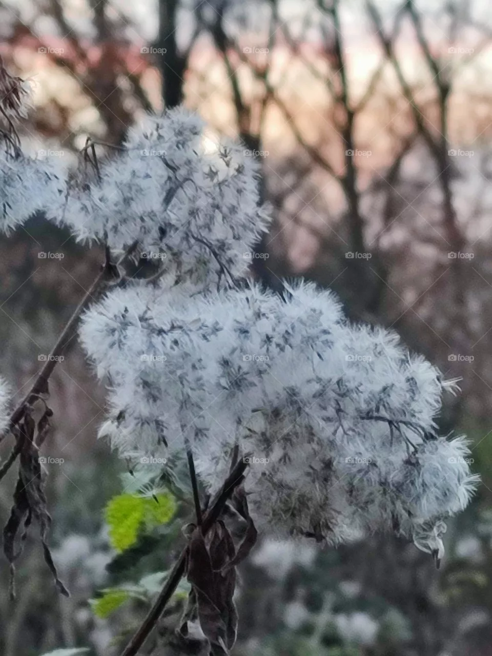 Winter flowers , dandelion flowers