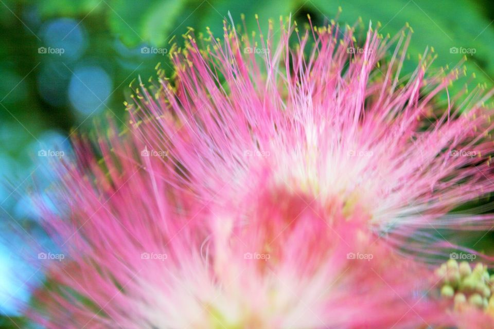 Mimosa Flower 2