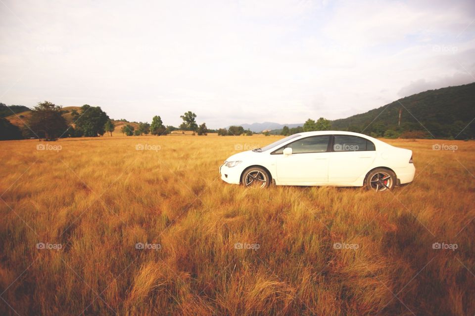 white car,grassland