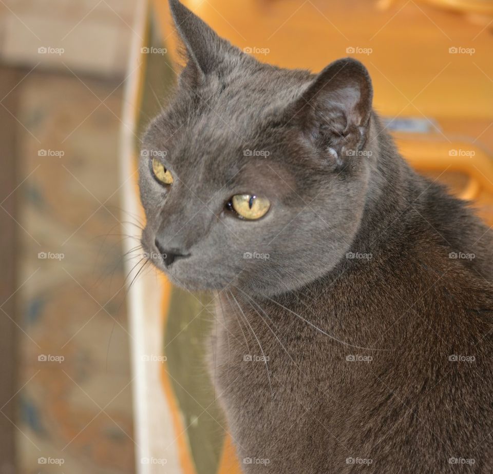 Gray House Cat