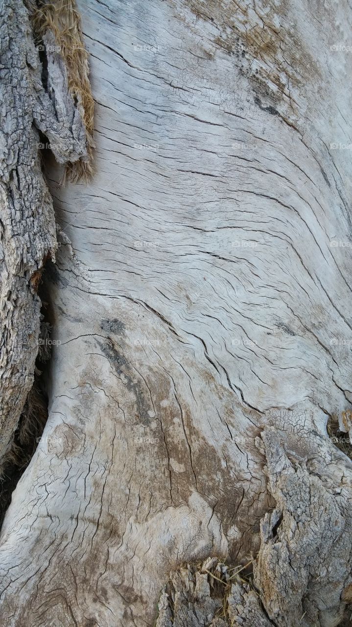 Tree bark at a local park