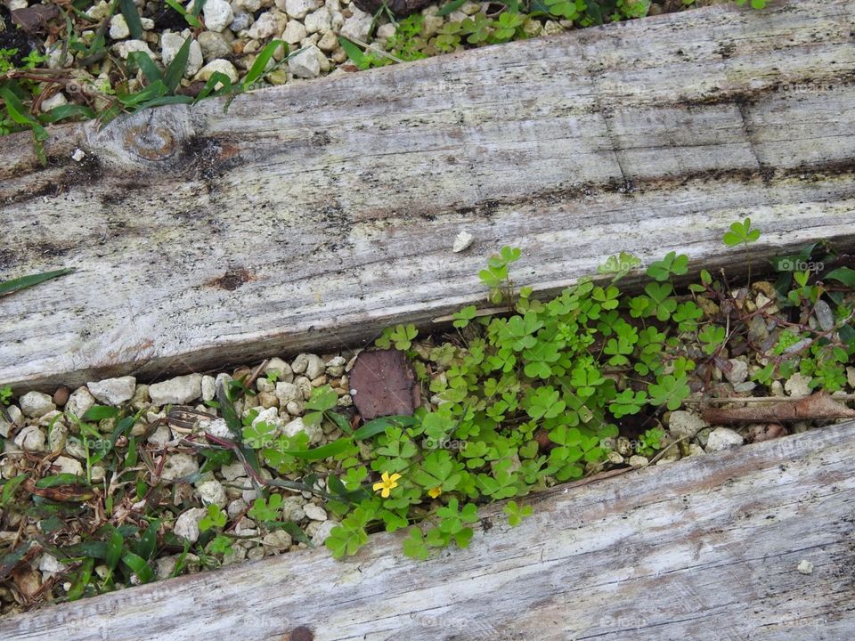 Creeping weeds on pallet pathway