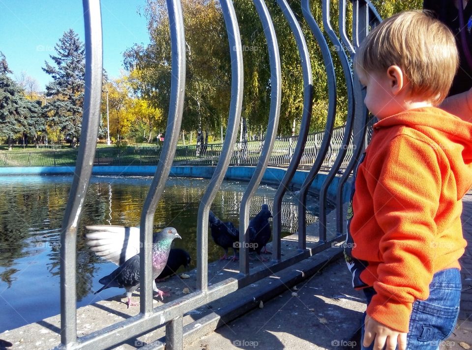baby feeds pigeons малыш кормит голубей
