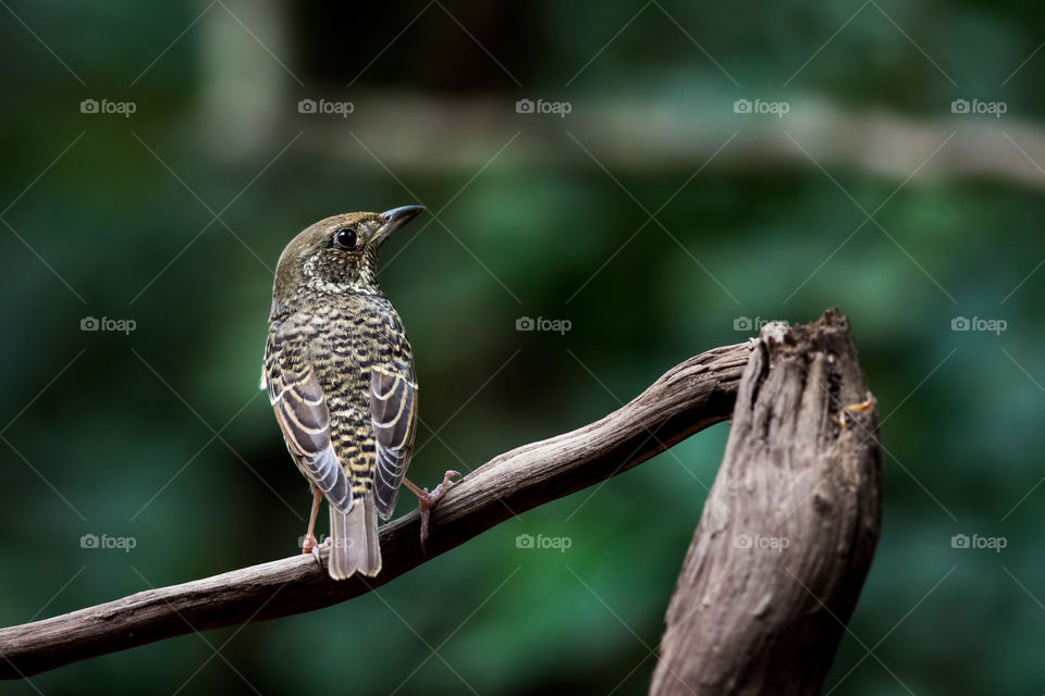 White-throated Rock-Thrush in Tropical Park 