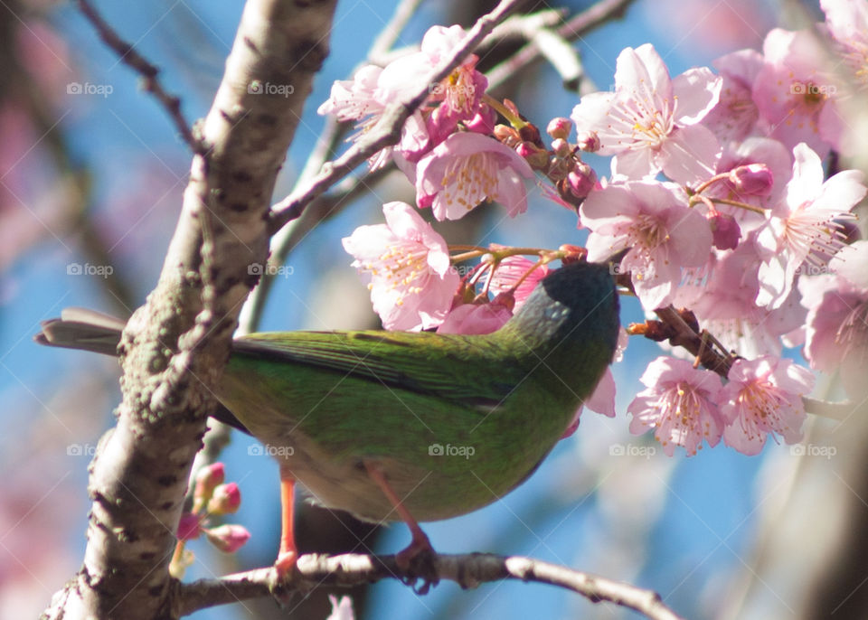 cherry blossom