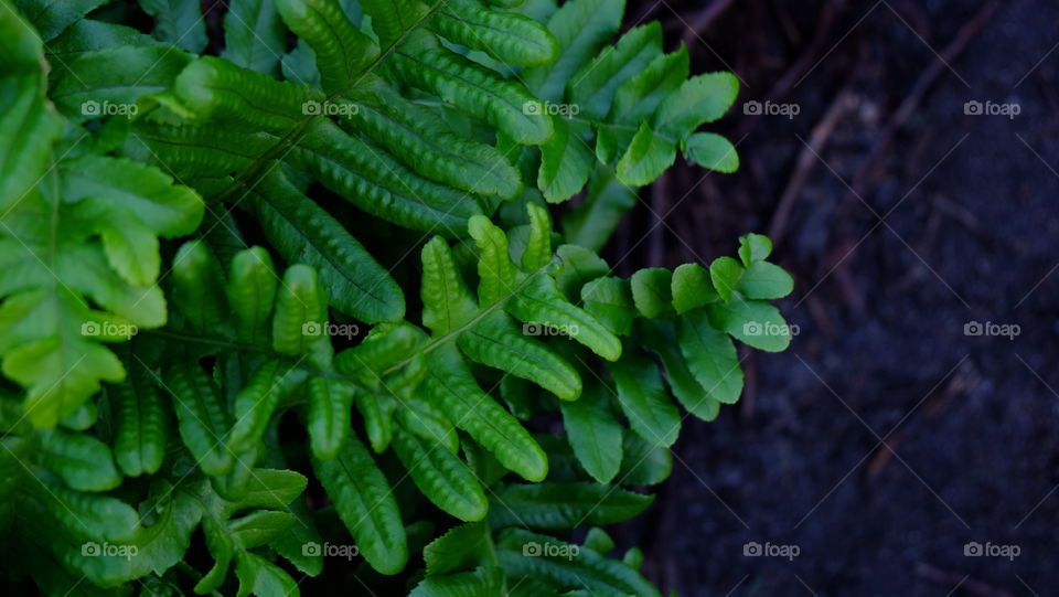 Blades of geen fern