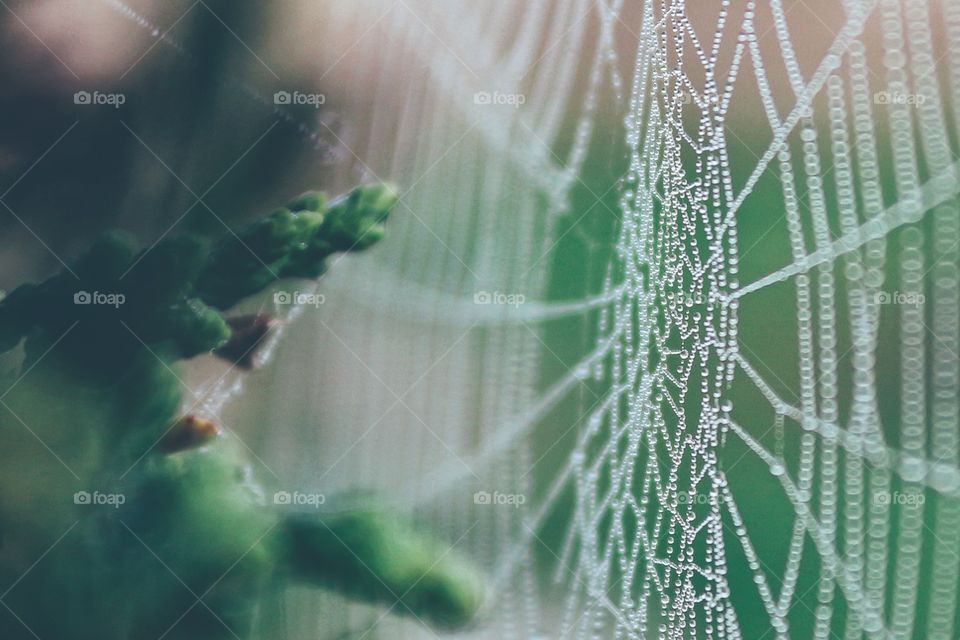 Dewdrop web
