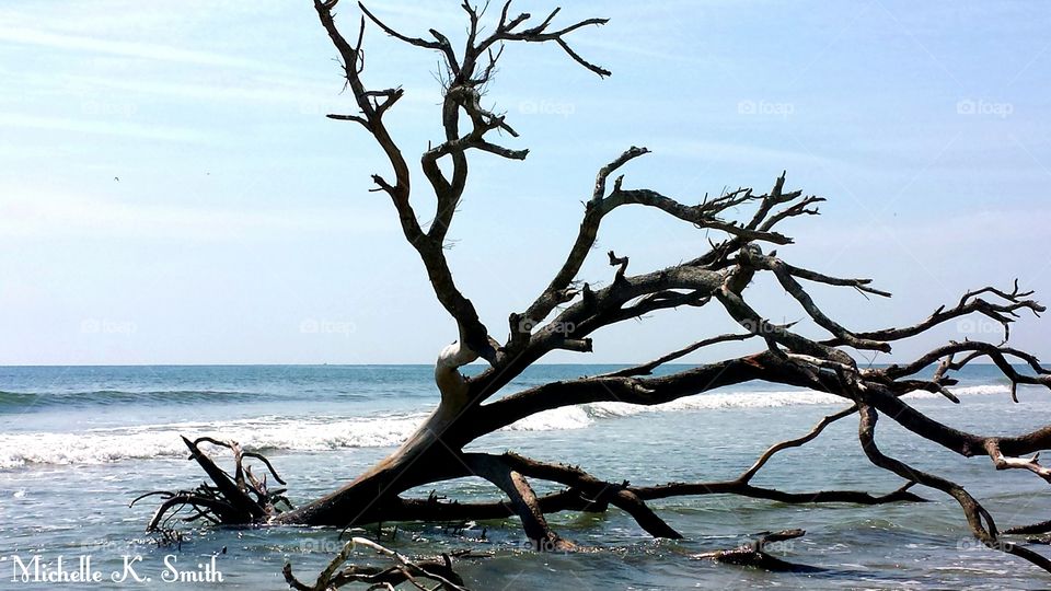 Driftwood