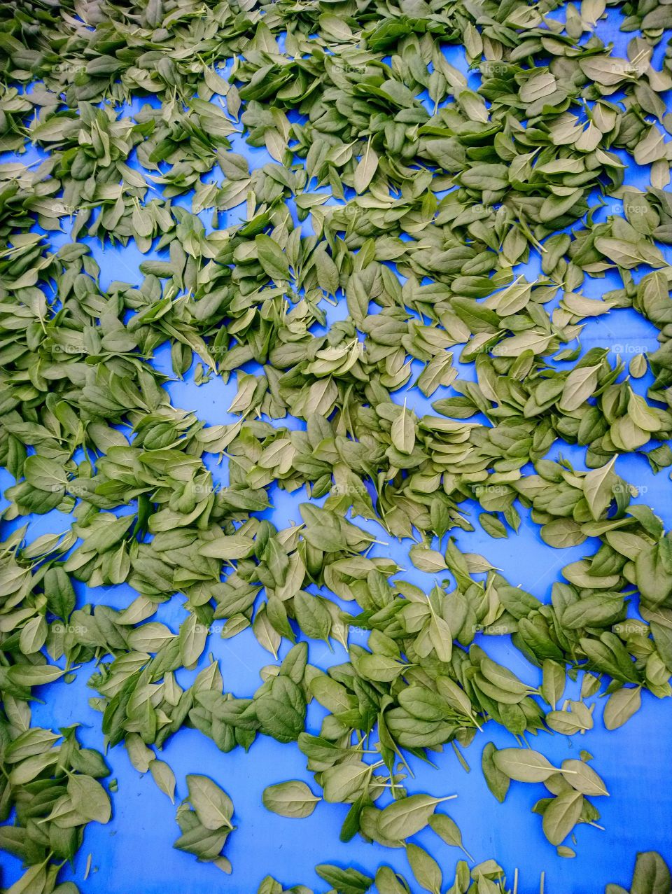 Spinach on a blu background