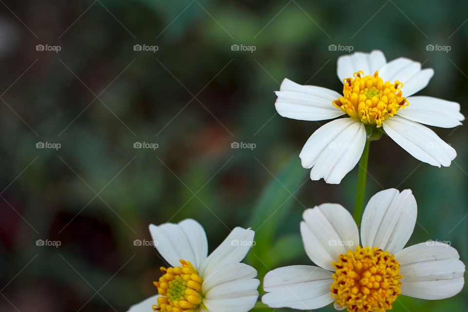 Isolated flower plant