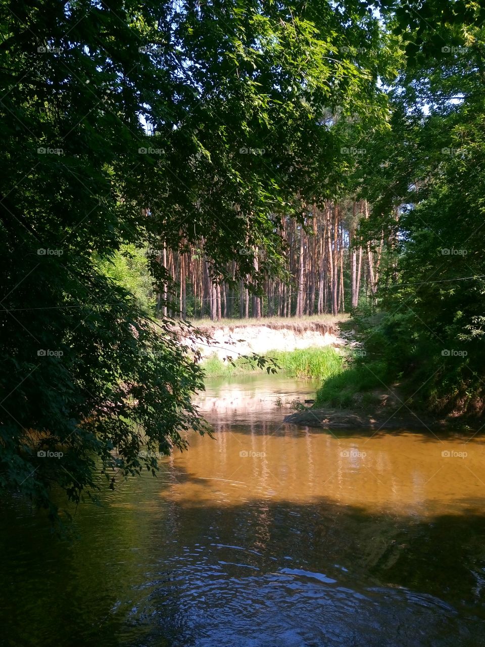 polish nature,  small river in my neighborhood