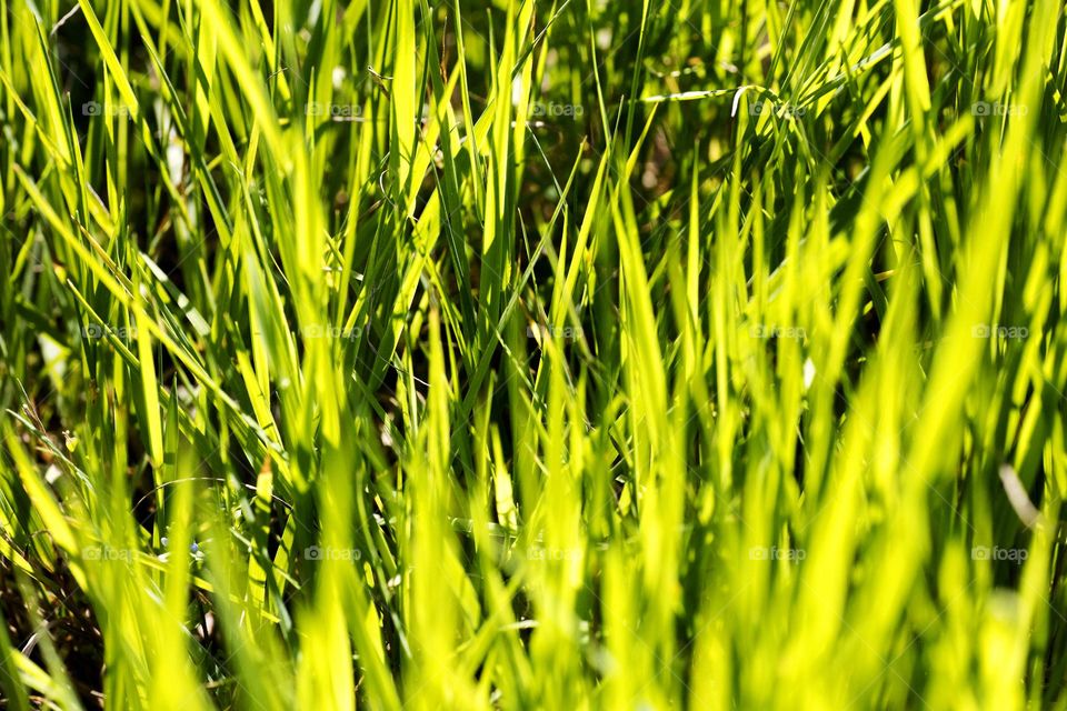 Grass leaves macro look summer mood positive vibes wonderful time hustling daydreaming naturalism green power