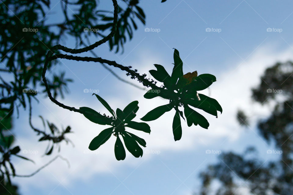 Branch with leaves 