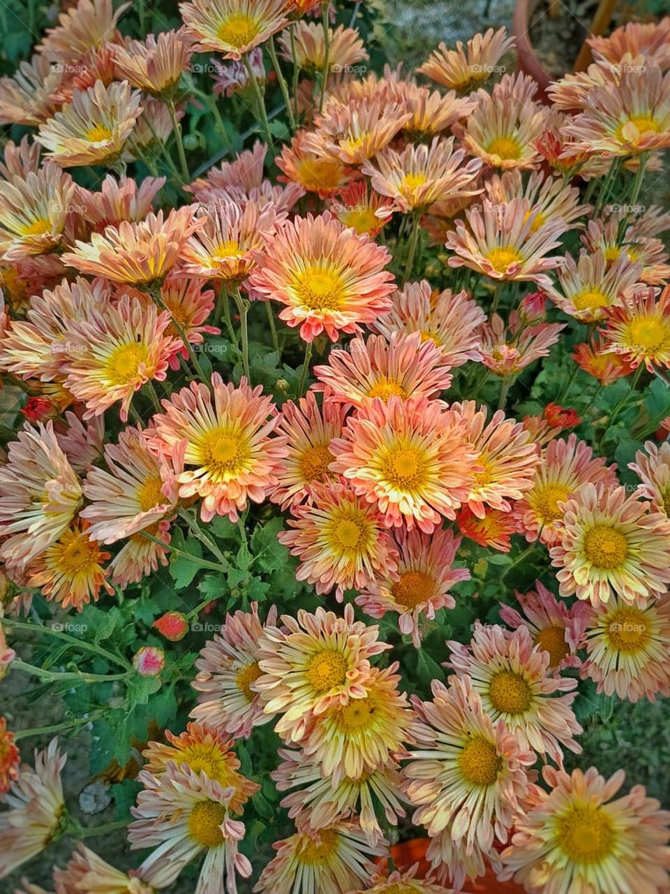 It's such a lovely picture! The orange flower surrounded by the lush green plants is truly captivating. Nature's colors always bring so much joy.
