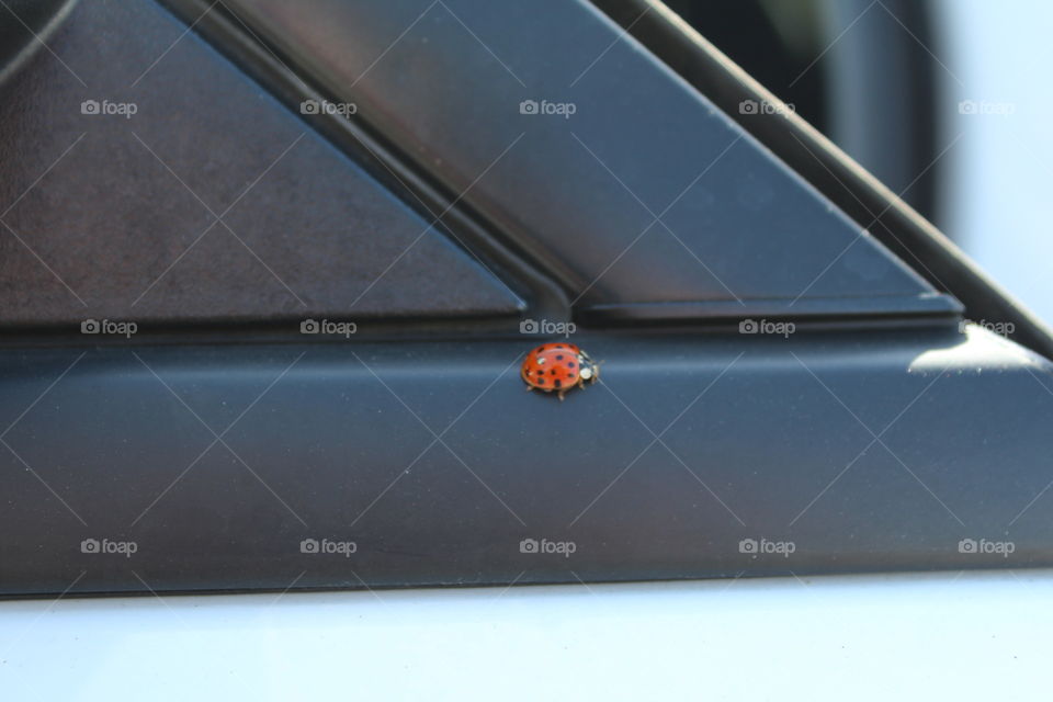 ladybug
