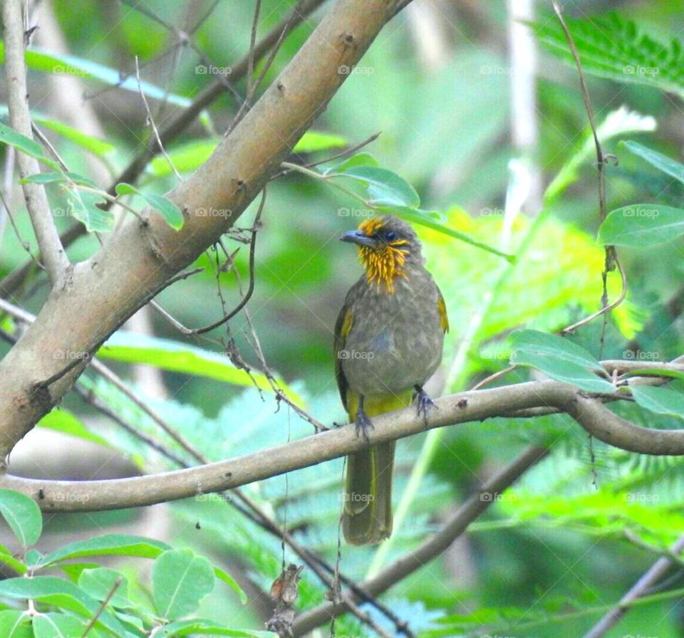 Stripe-throated bulbul/Pycnonotus finlaysoni