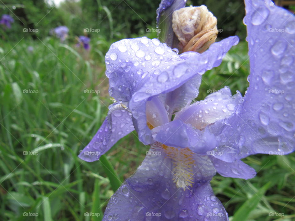Flower with rain drops 