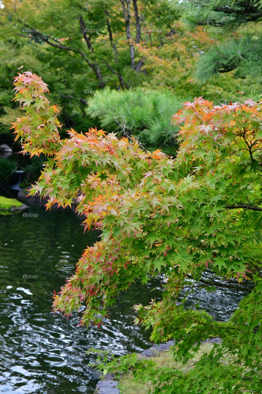 Fall foliage