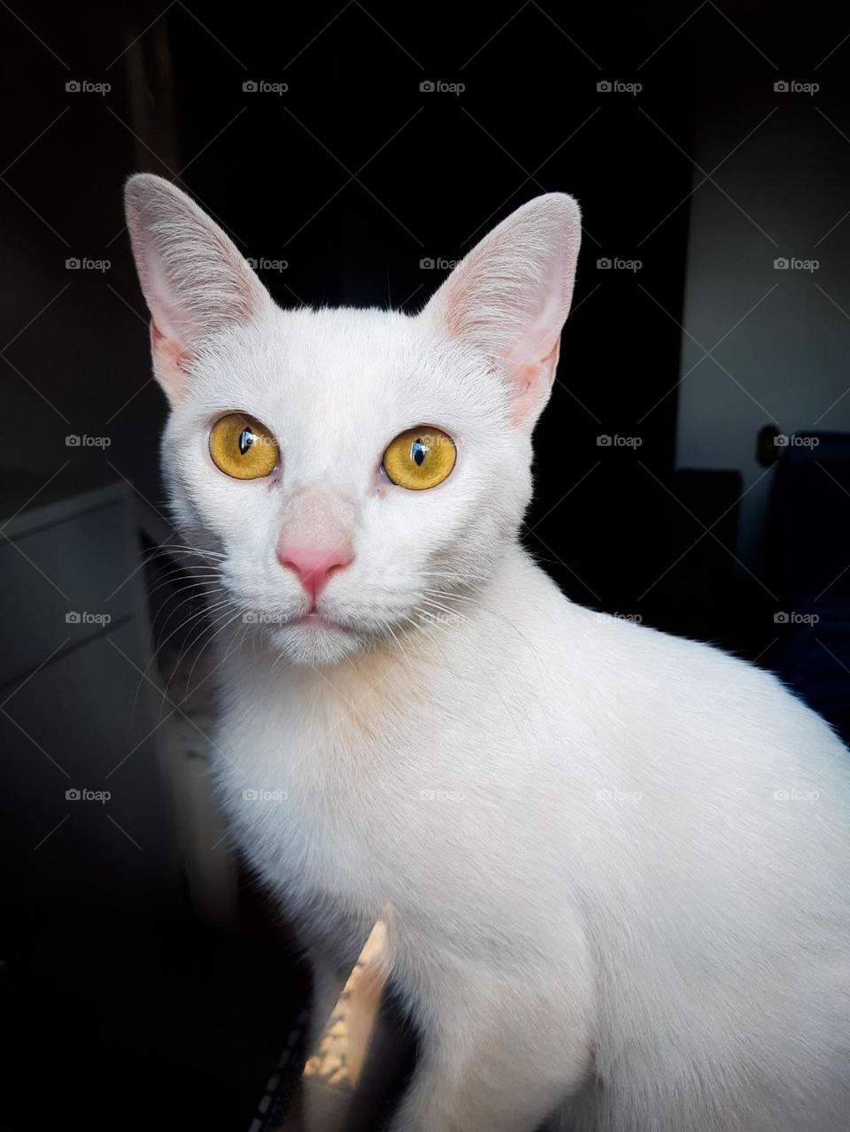 Gato branco