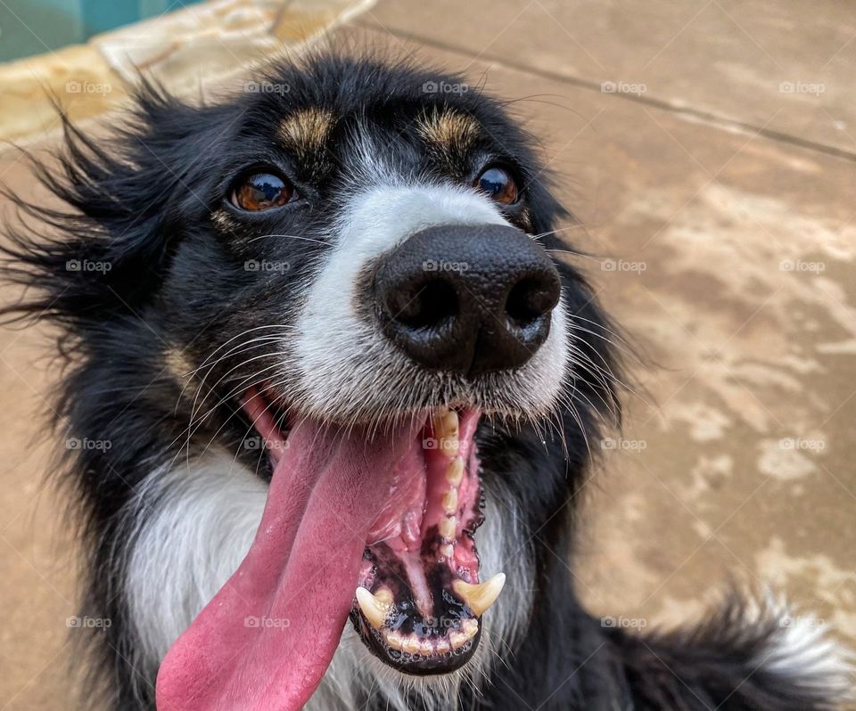 Portrait of a black and white border collie 