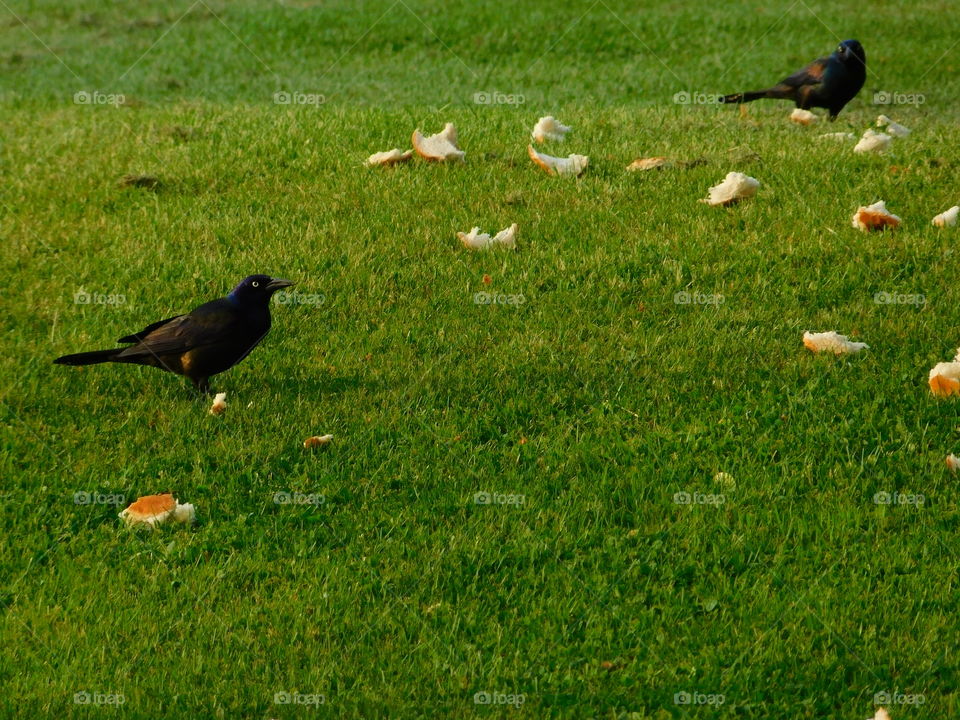 Black Crows Eating on Grass
