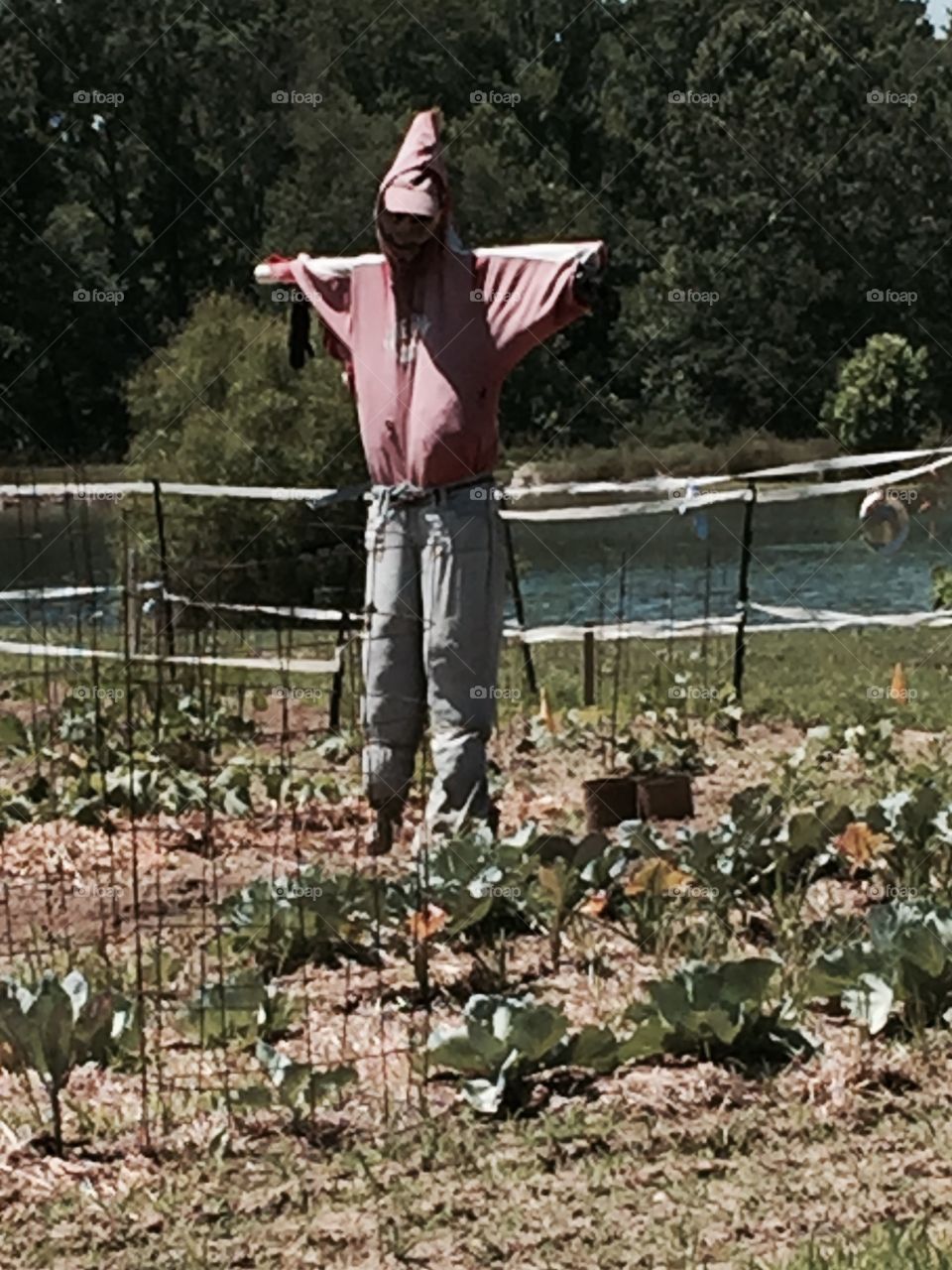 The Scarecrow and the Garden