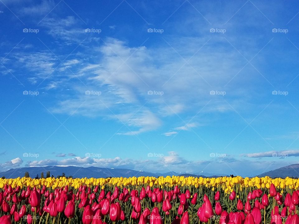 Beautiful and colorful tulip fields on a sunny day.