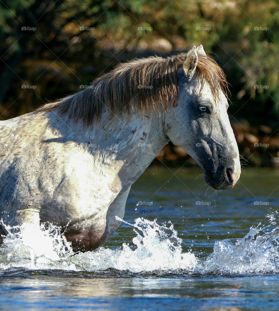 Wild Blue-eyed Stallion Crossing River