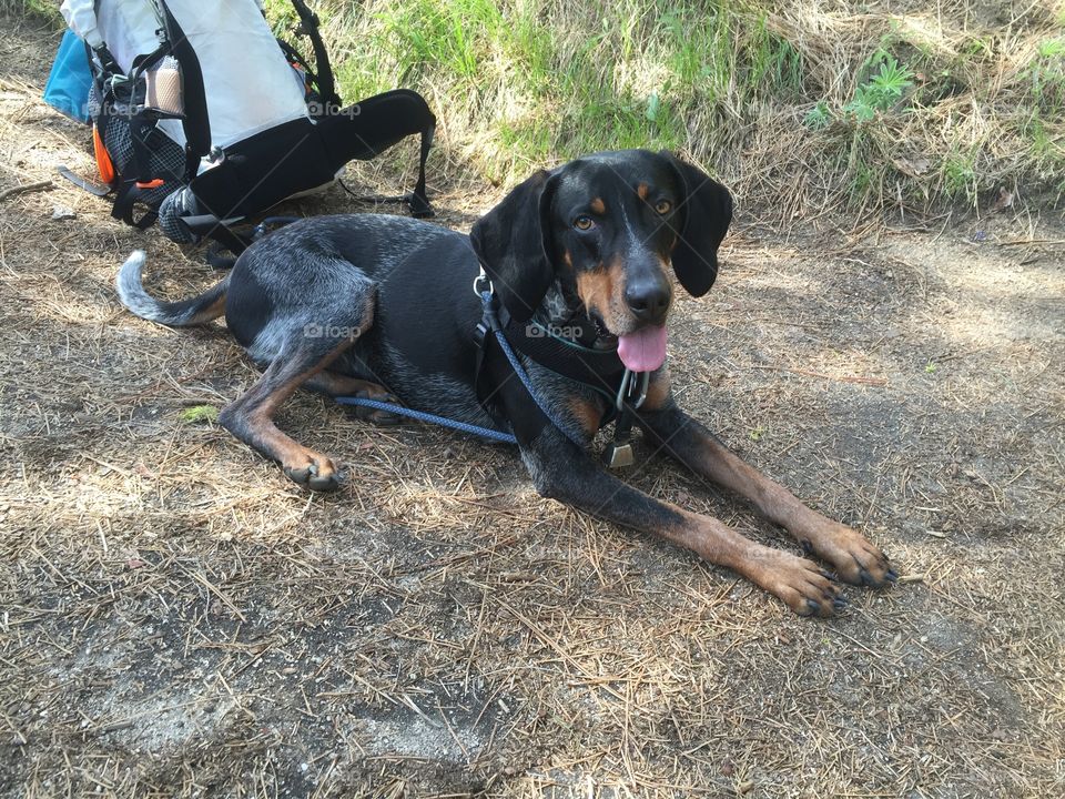 Happy hound hiker