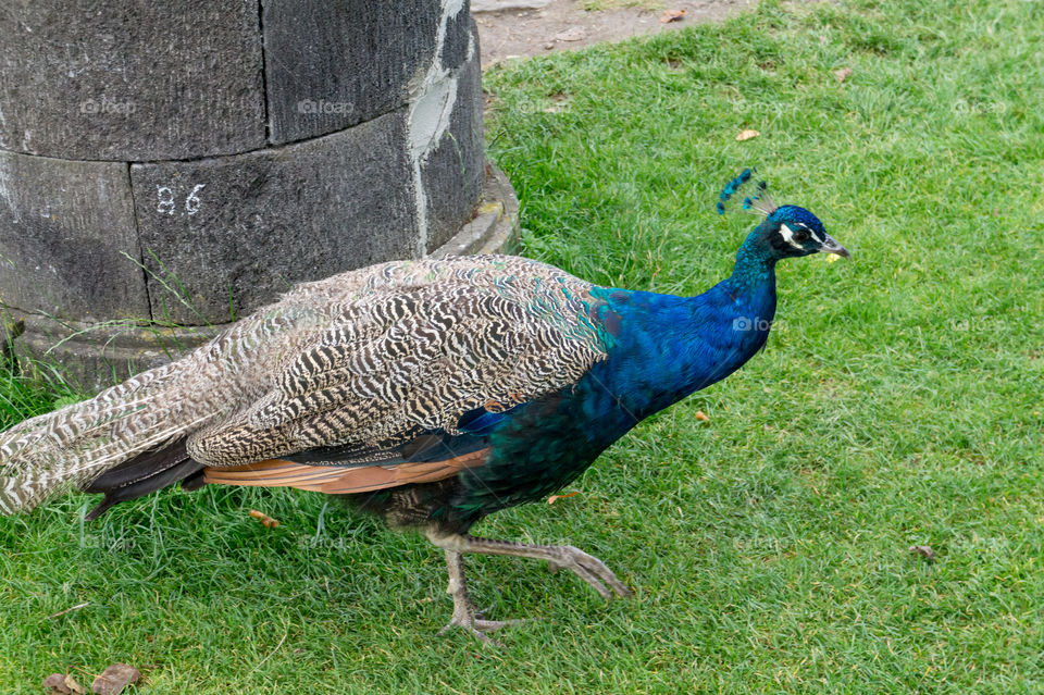 Wild peacock walking in a park