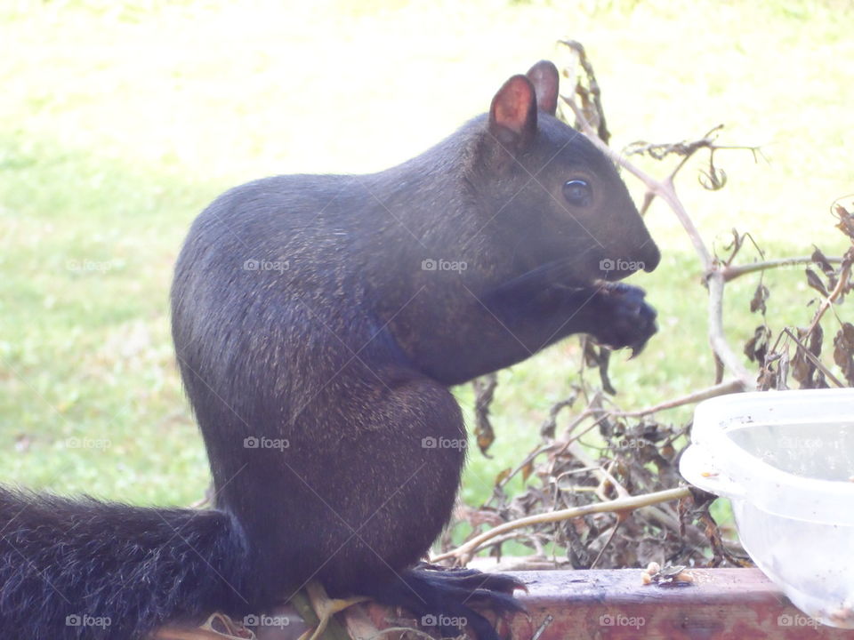Black squirrel eating close up