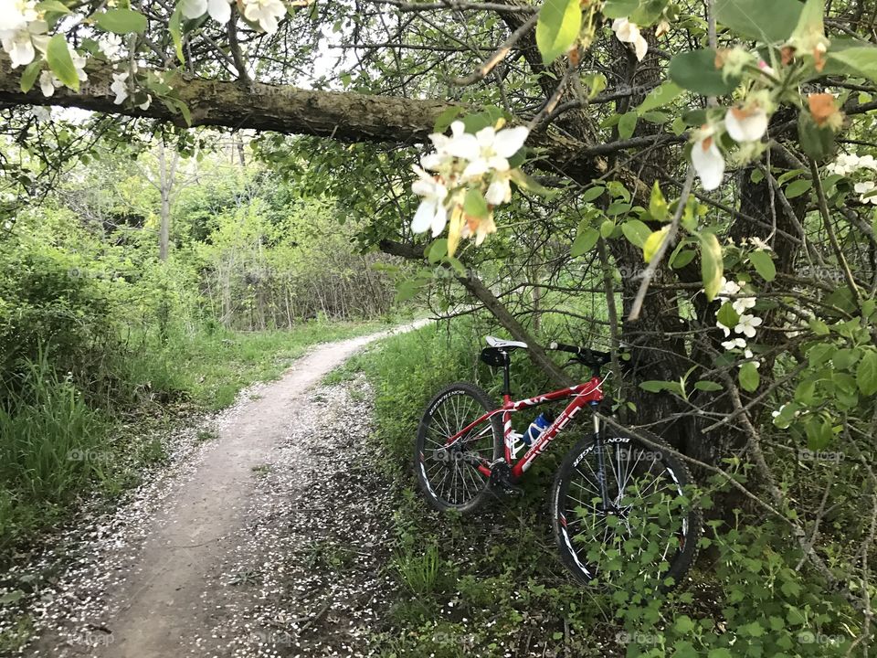 Mountain biking trail in the spring