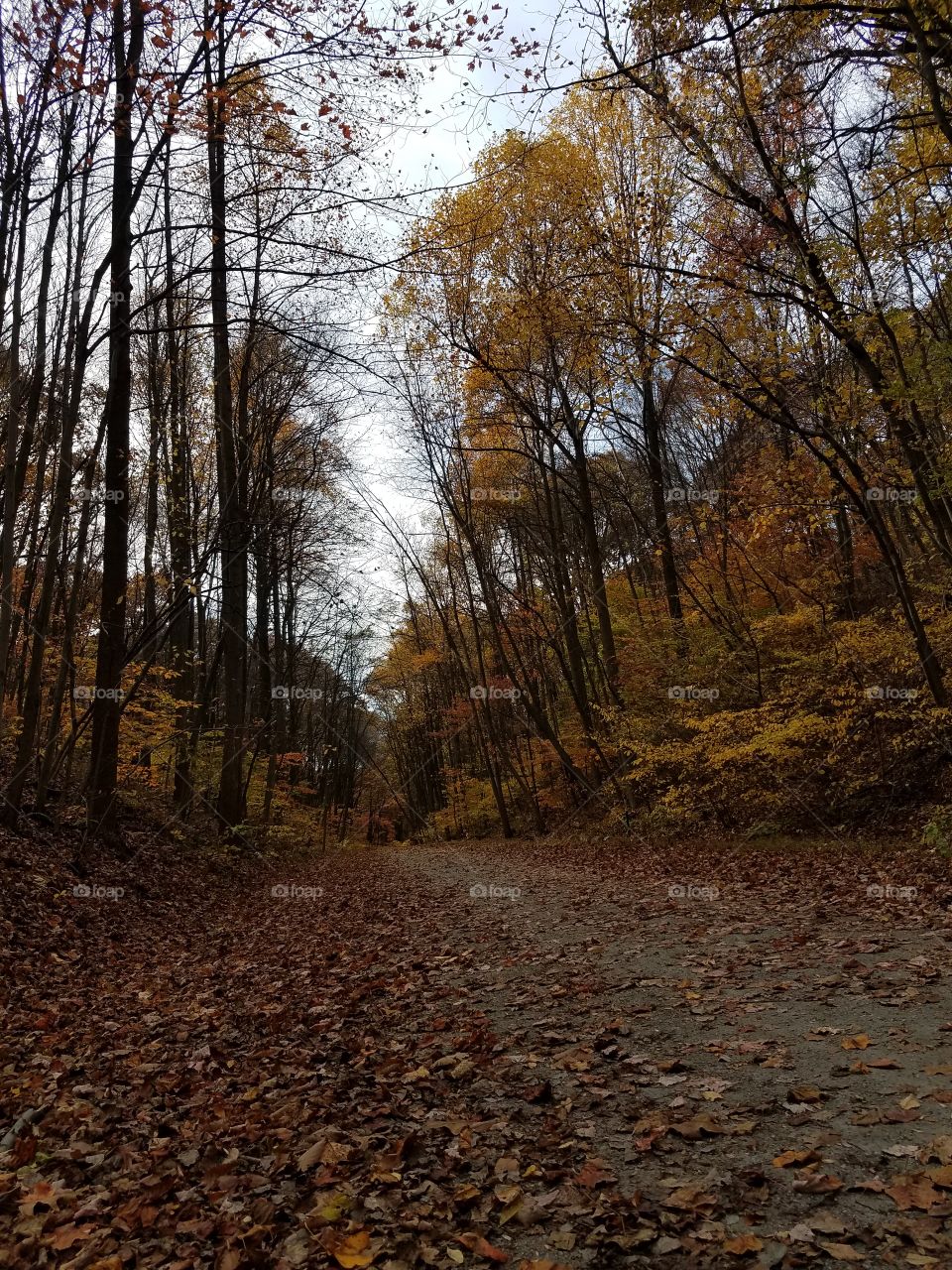 Fall trails