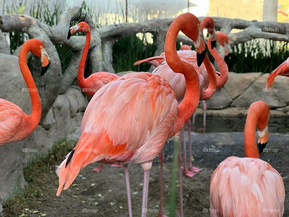 A group of pink flamingos stand while eating their food in their natural habitat.