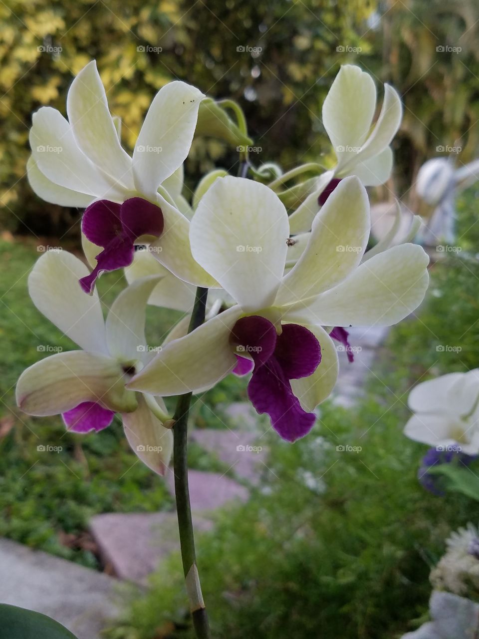Dad's Orchids in the Garden 2