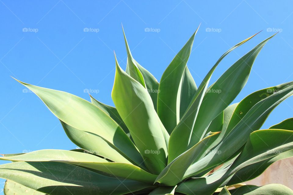 Agave