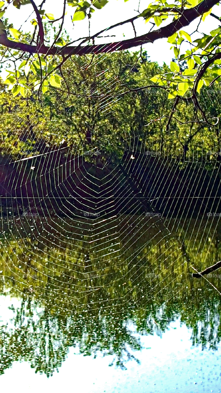 spiderweb and pond